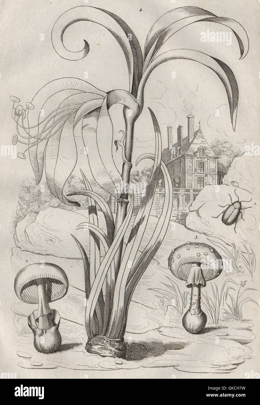 L'Amanita caesarea (César) de champignons/muscaria (agaric fly). Amaryllis, 1834 Banque D'Images