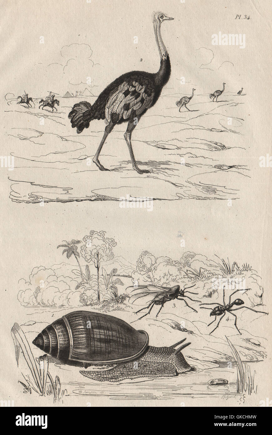 Ellobium aurismidae oreille Midas (Shell). Autruche. Nouveau monde Atta (ant), 1834 Banque D'Images