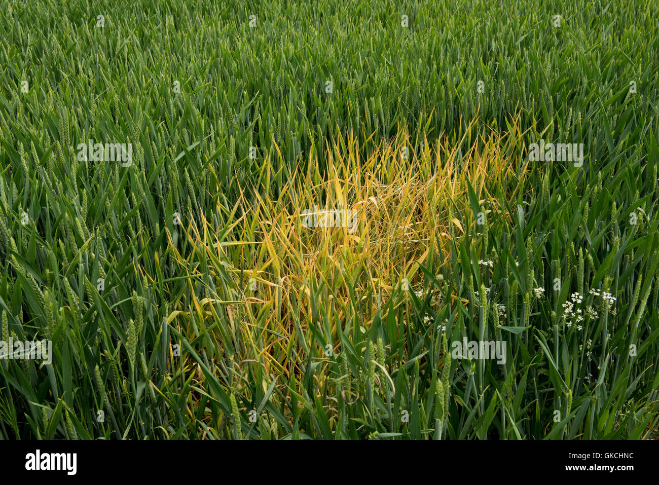 Traitement localisé de glyphosate sur blackgrass pour contrôler les parcelles localisées en blé d'hiver Banque D'Images
