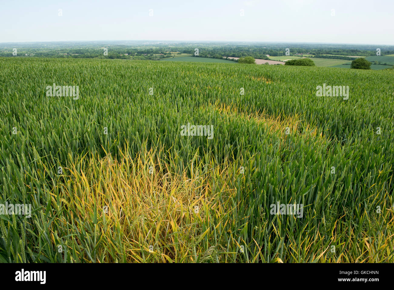 Traitement localisé de glyphosate sur blackgrass pour contrôler les parcelles localisées en blé d'hiver Banque D'Images