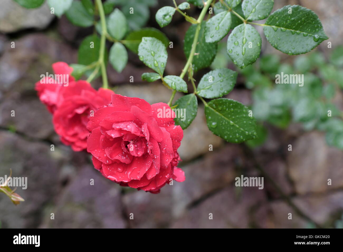 Rosaceae Rose. Roses rouge grimpeur moderne Banque D'Images