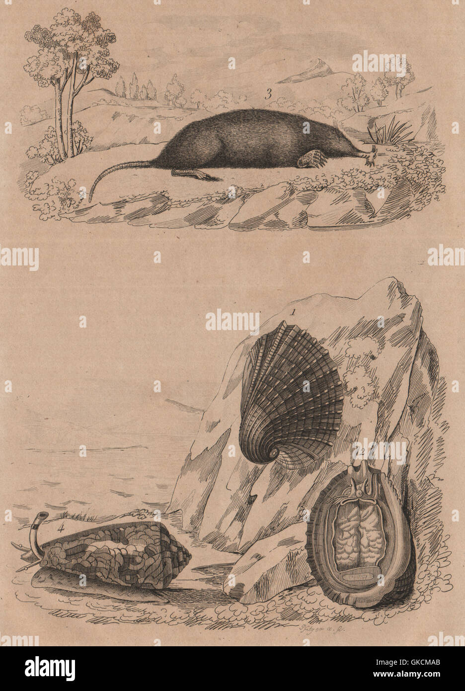 (Concholepas ormeau chilien). Condylure Nez (mole). Escargot de mer, 1834 Conus Banque D'Images