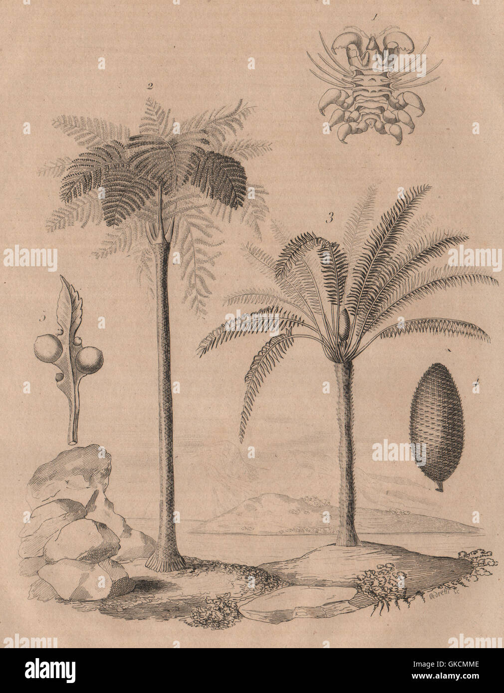 Arbres : Cyamus pou (baleine). Cyathea (fougère arborescente). Cycas (Baquois), 1834 Banque D'Images