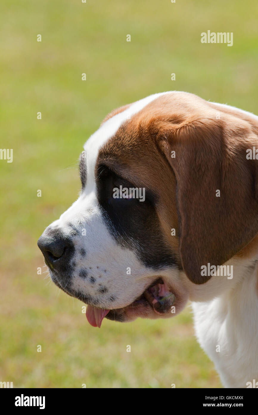 Saint Bernard Le Chien (Canis lupus familiaris). Chien Saint Bernard. Produites à l'origine comme une race capable de rechercher les gens perdus dans les Alpes. Banque D'Images