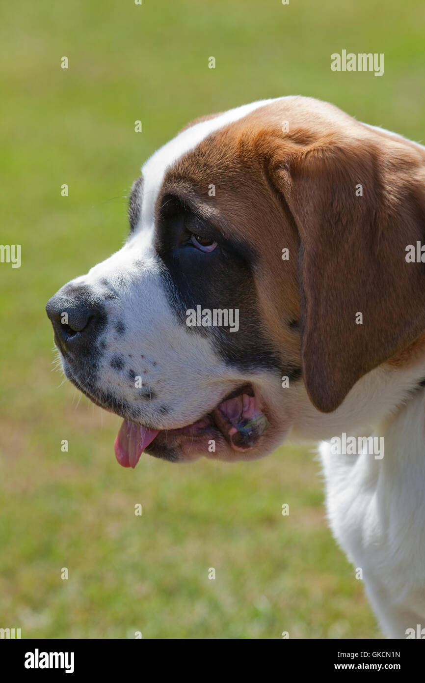 Saint Bernard, Chien (Canis lupus familiaris). Banque D'Images