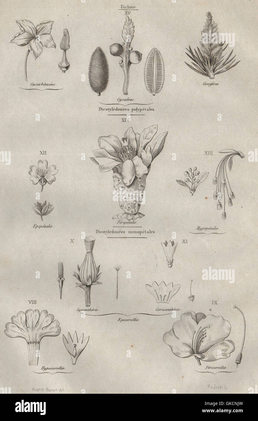 Familles de plantes : familles végétales. Dicotyledons (dicotylédones). De nombreux pétales 1834/mono Banque D'Images