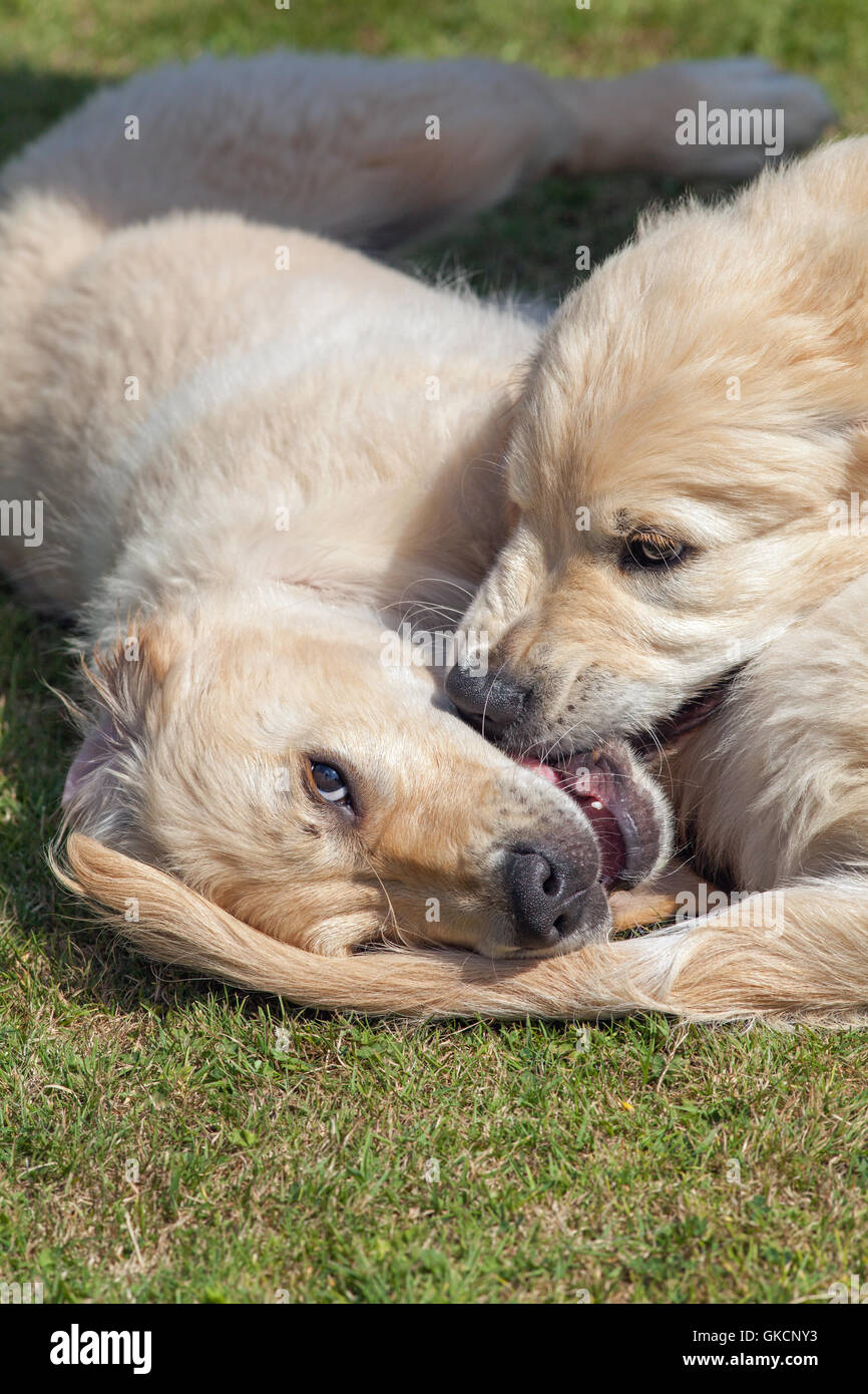 Chiots Golden Retriever. La rivalité d'enfant. (Canis lupus familiaris). Banque D'Images