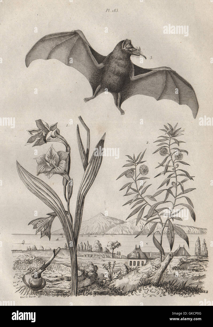 Glaïeul (Sword lily). Globularia. Long-Tongued Glossophaga Pallas (Bat), 1834 Banque D'Images