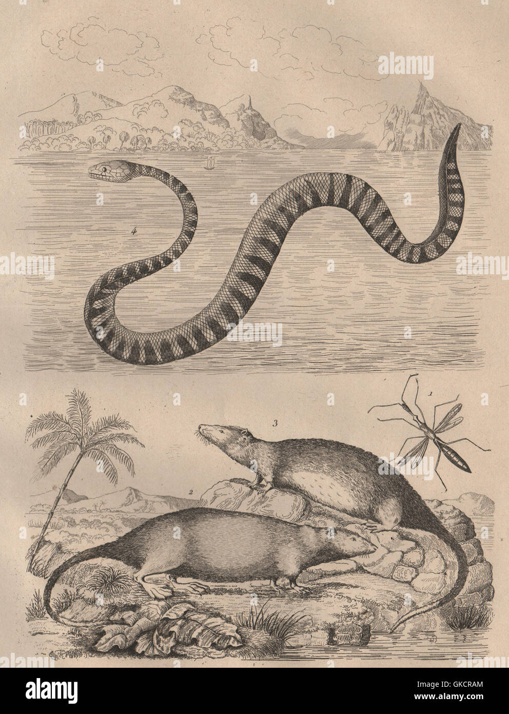 Hydrometridae (Marsh) Hydromys passeur d'eau (rat) Hydrophiinae (serpent de mer) 1834 Banque D'Images