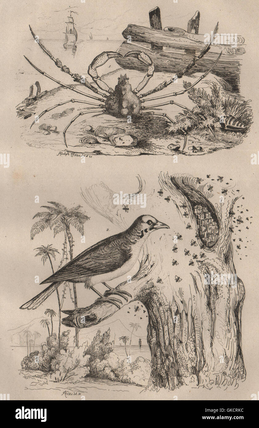 Animaux : crabe Inachus. Oiseau de l'indicateur (Honeyguide), antique print 1834 Banque D'Images