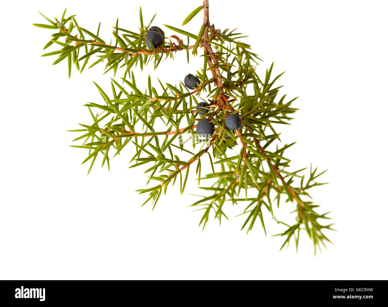 Le genévrier commun rameau avec fruits pas mûrs et mûrs isolé sur fond blanc Banque D'Images