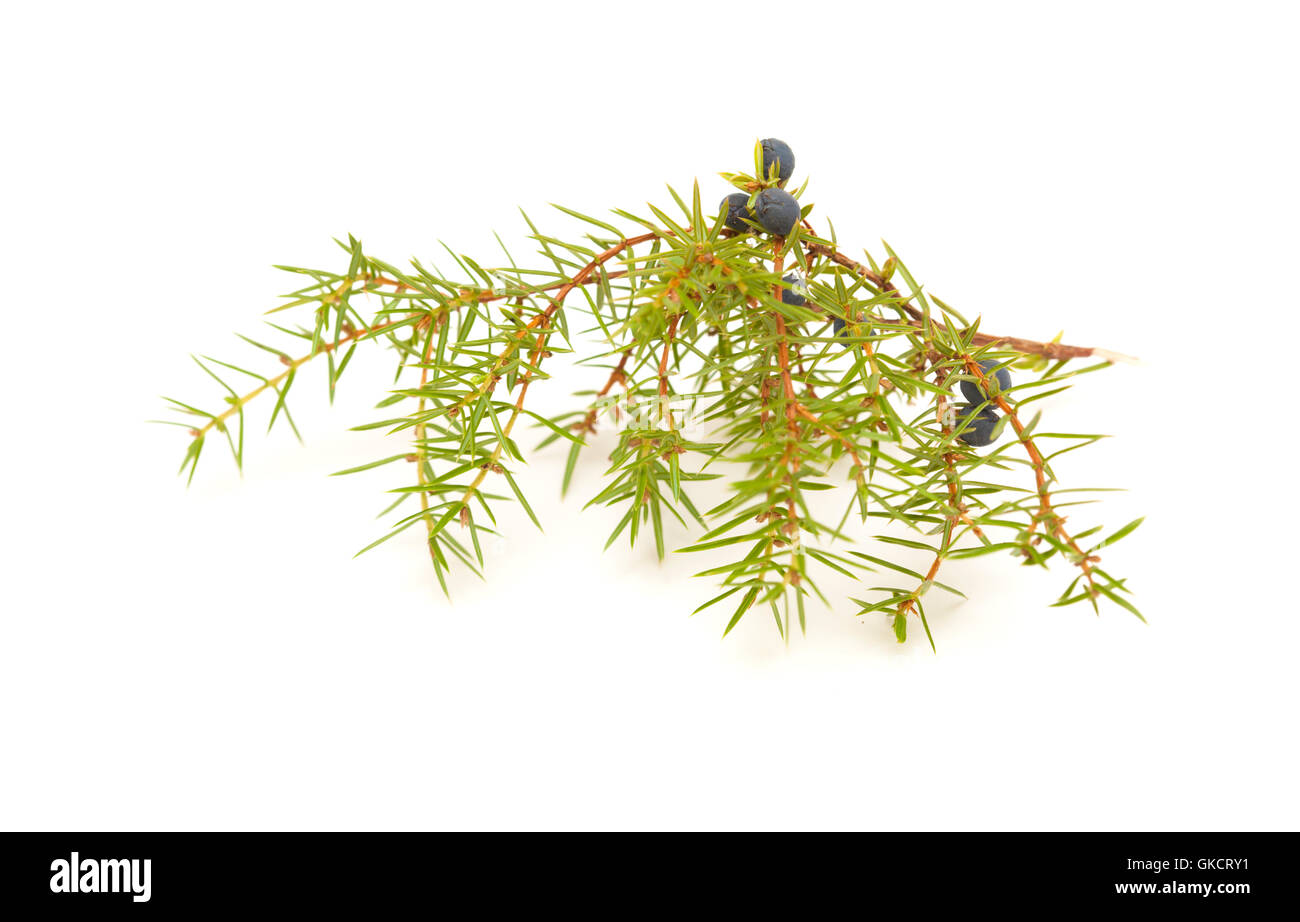 Le genévrier commun rameau avec fruits pas mûrs et mûrs isolé sur fond blanc Banque D'Images