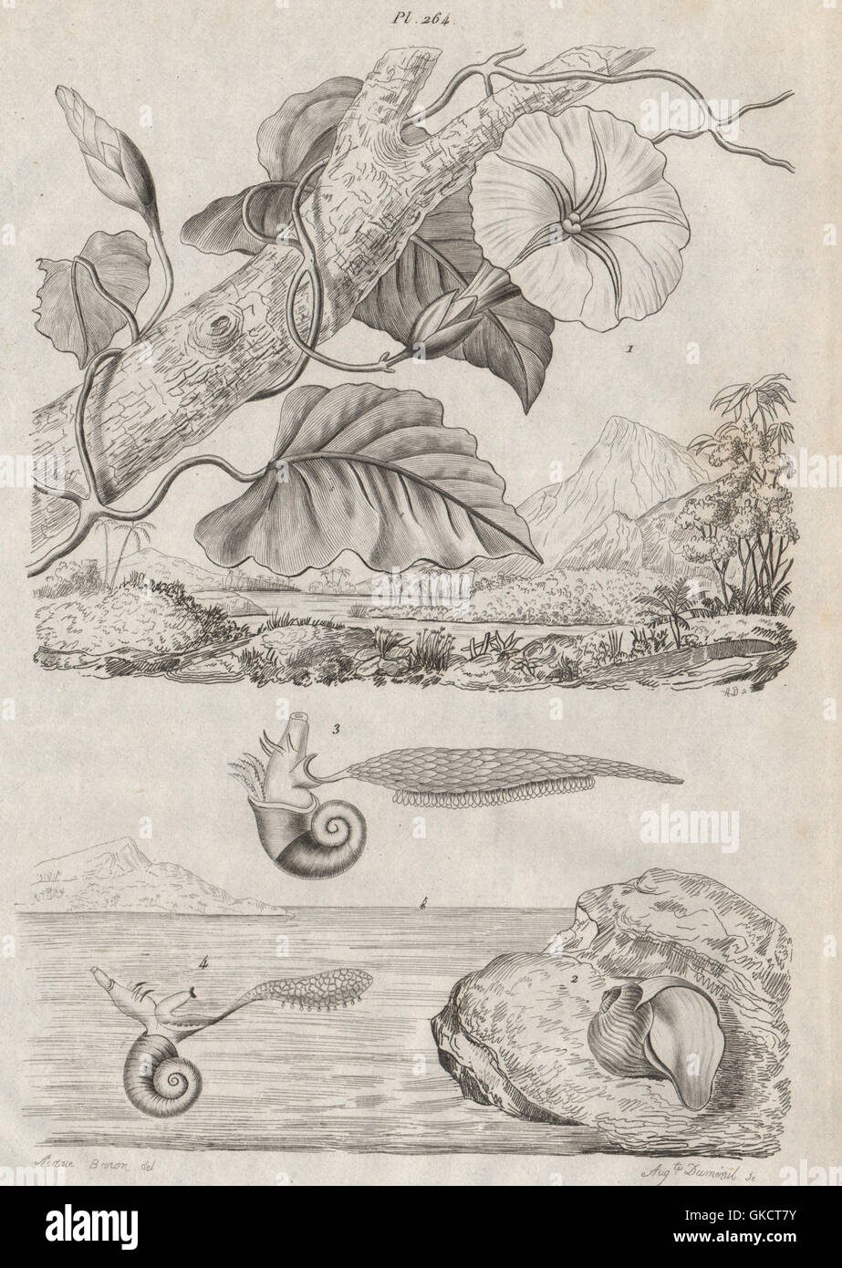 (Gialappa Ipomoea purga). (Janthina Violet commun Escargot), antique print 1834 Banque D'Images