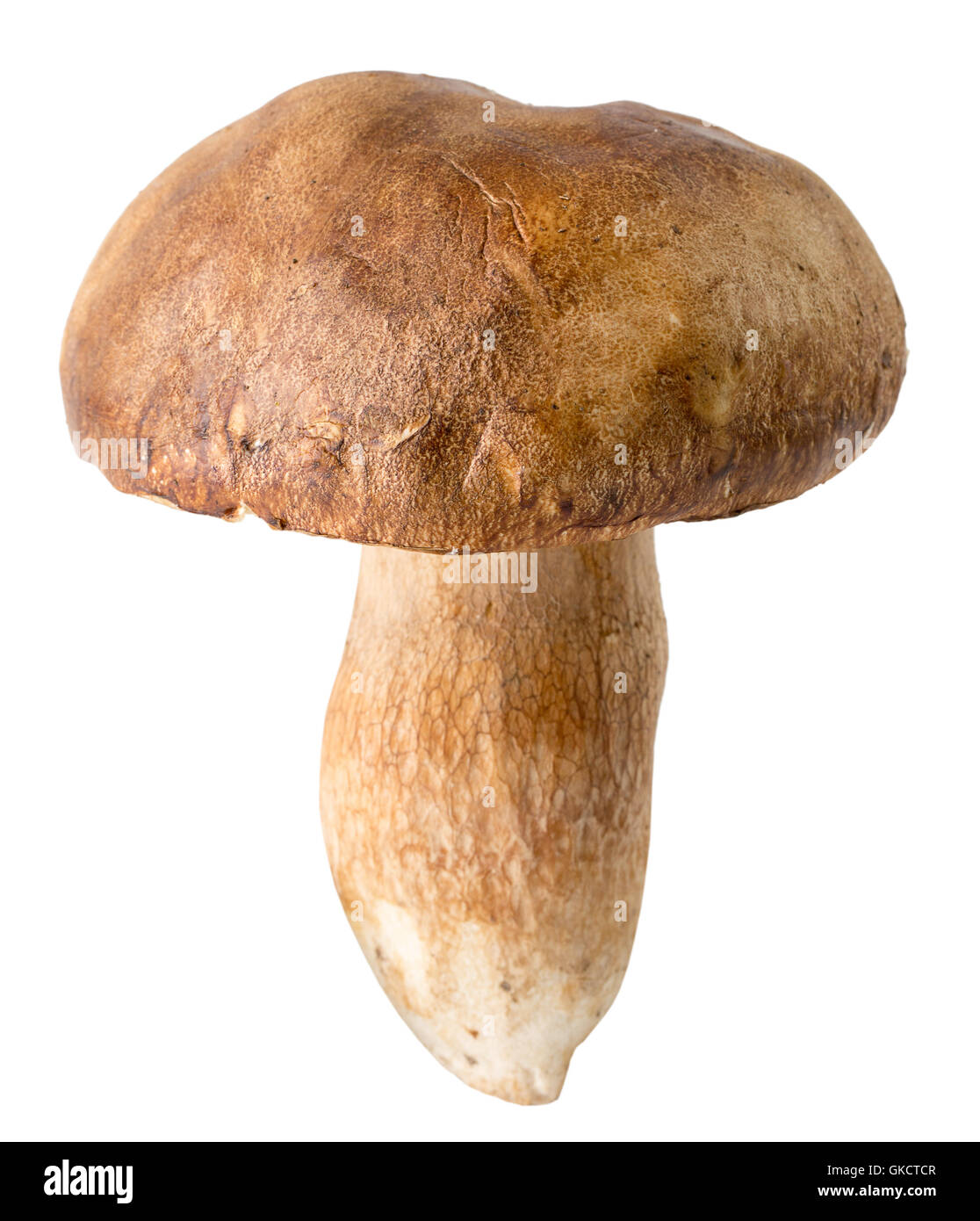 Champignons blanc isolé sur fond blanc. Banque D'Images