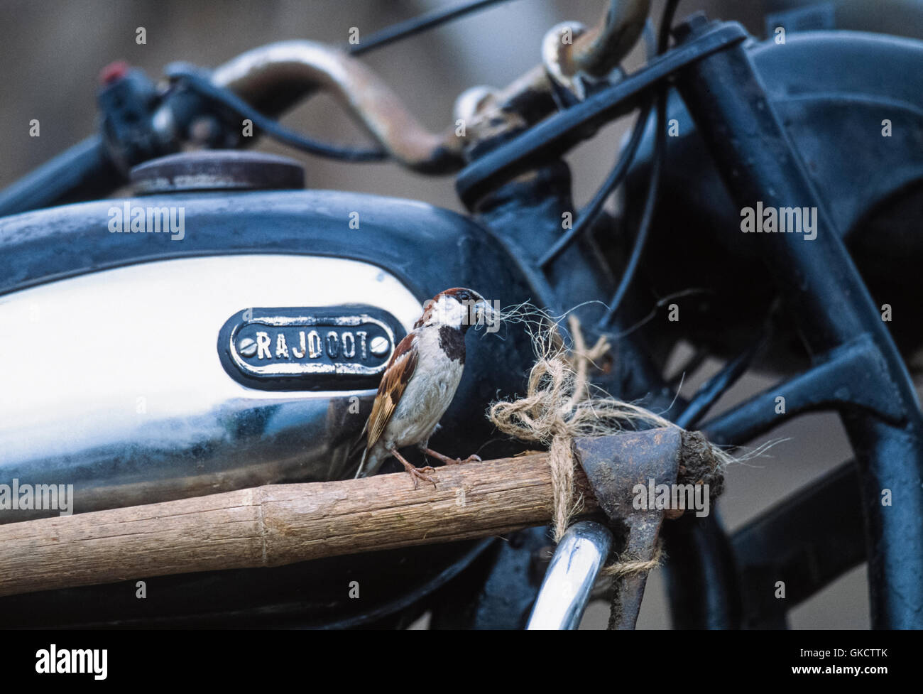 Moineau domestique mâle, Passer domesticus, tirant sur la corde pour le matériau qui est liée à Rajdoot moto, Gujerat, en Inde Banque D'Images