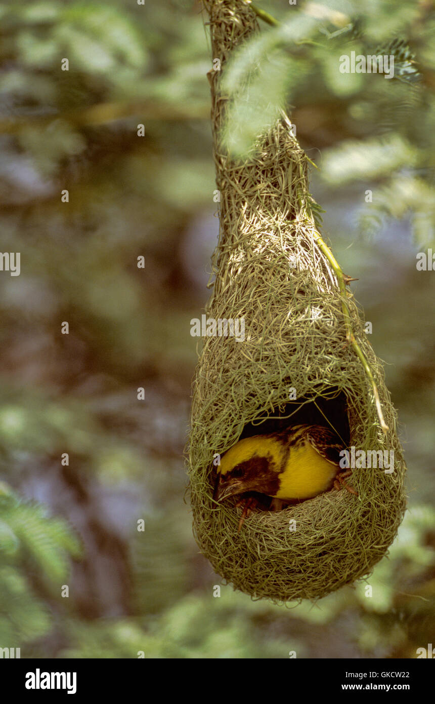 Baya Weaver Ploceus philippinus, (mâle), pendule, tissage nid de Keoladeo Ghana National Park, Bharatpur, Inde Banque D'Images
