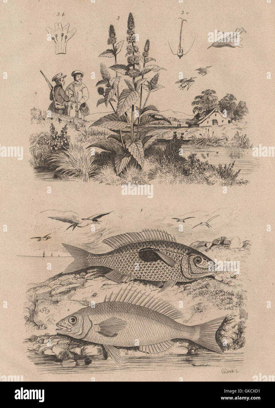 Mendoles sicklefish Spadefishes (africaine) Mendoles. Menthe (menthe), print 1834 Banque D'Images