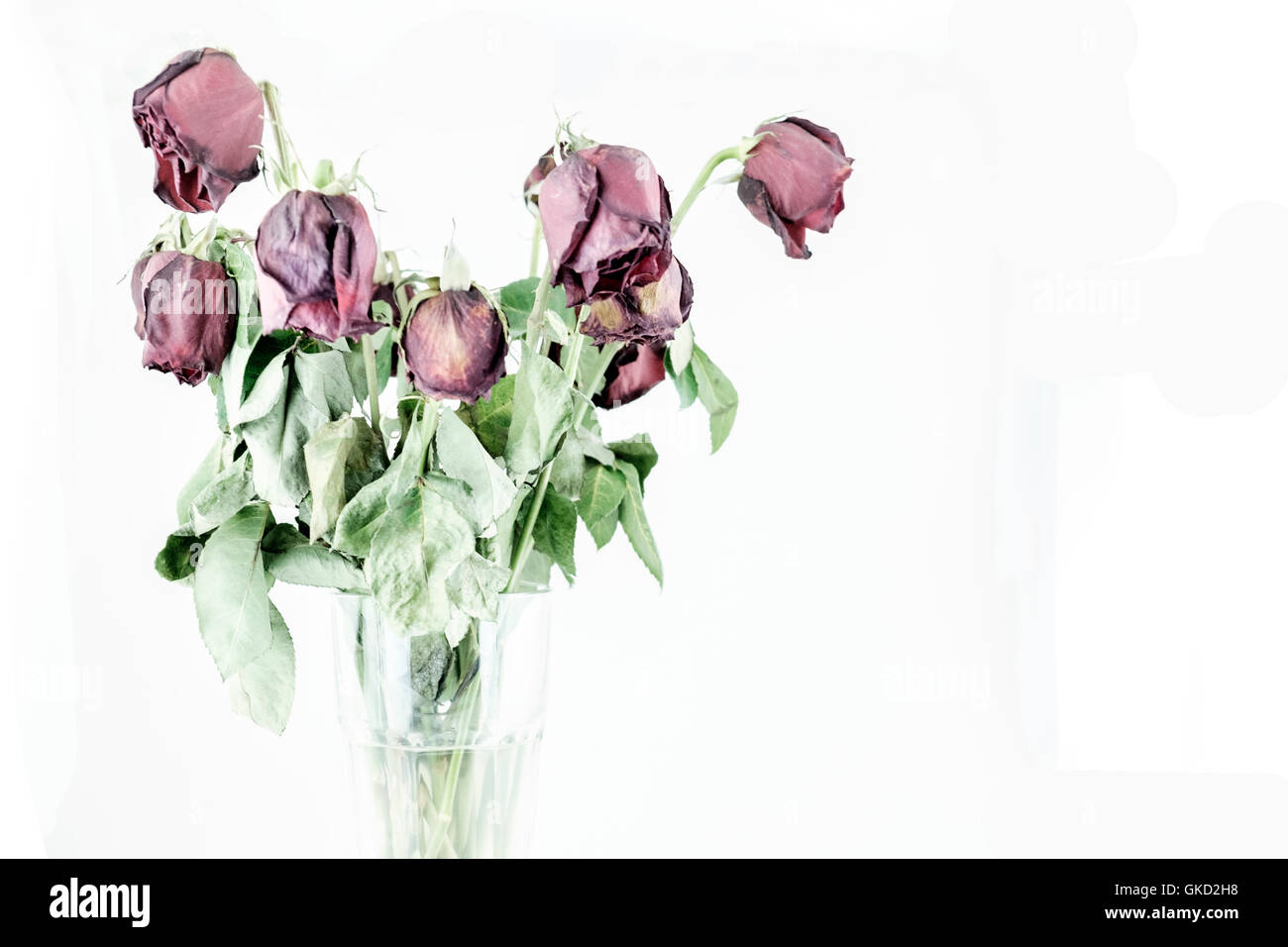 Roses rouges la décoloration et le flétrissement, isolé sur blanc. Conceptuel. Banque D'Images