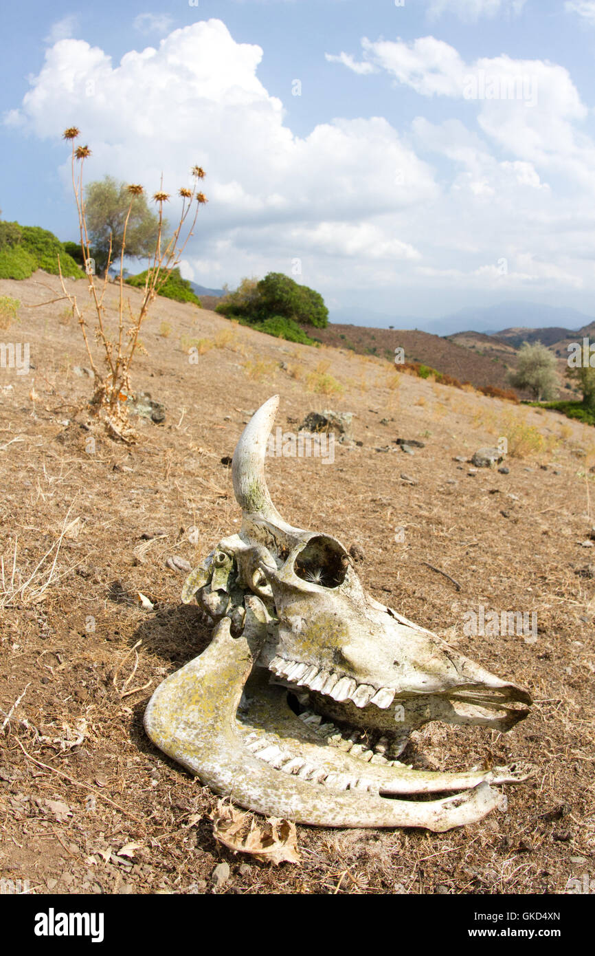 Crâne avec cornes de vache dans un endroit sec et sauvage paysage corse, france Banque D'Images