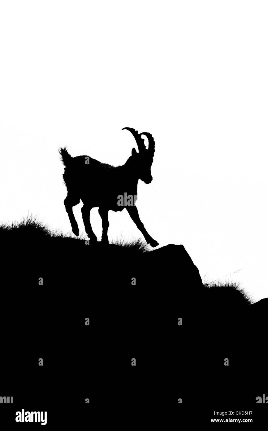 Silhouette de Bouquetin des Alpes Capra ibex mâle ( ) tout en s'exécute sur alpes Banque D'Images