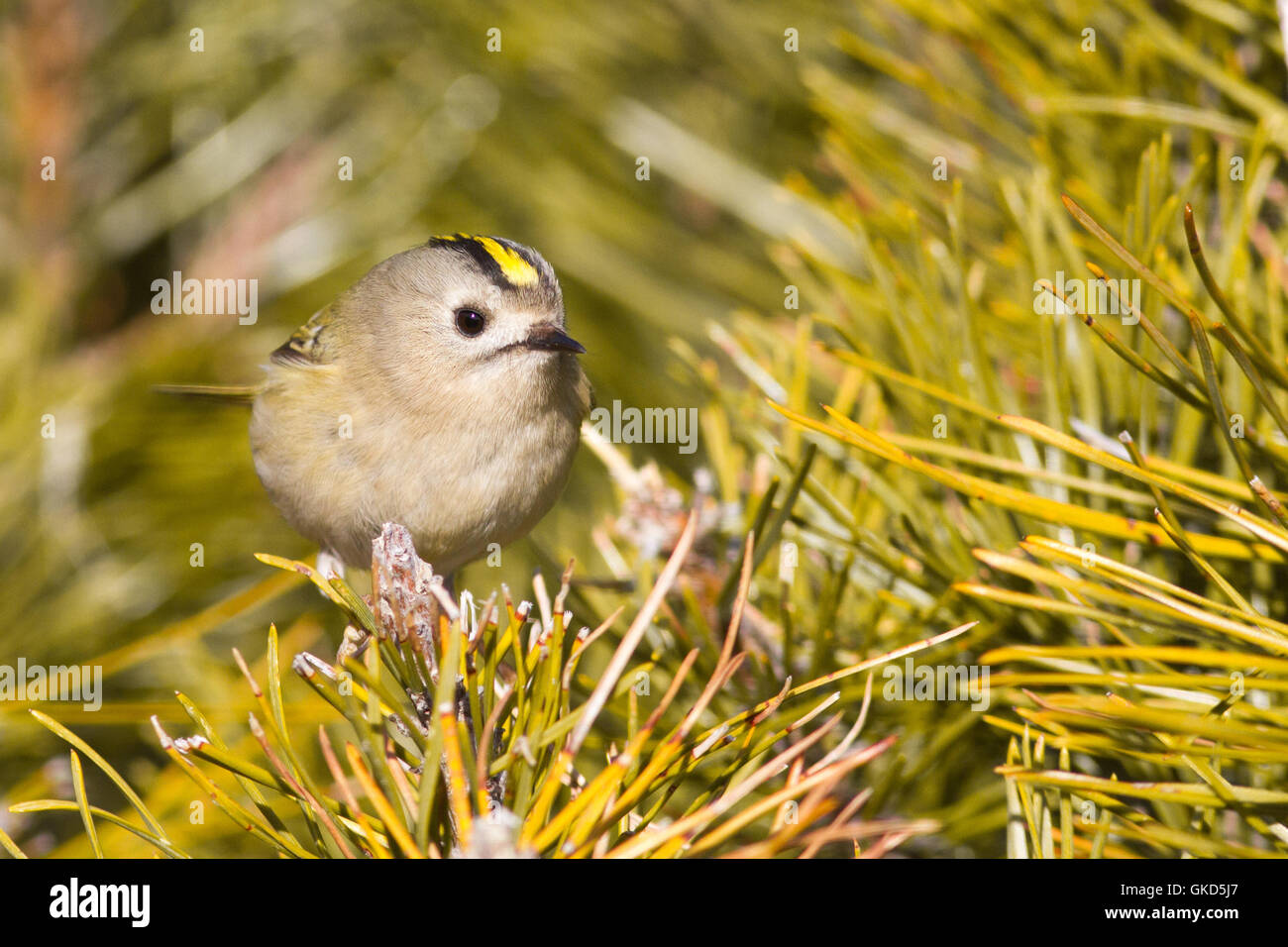 Regulus regulus goldcrest ( ) sur un pin. Banque D'Images