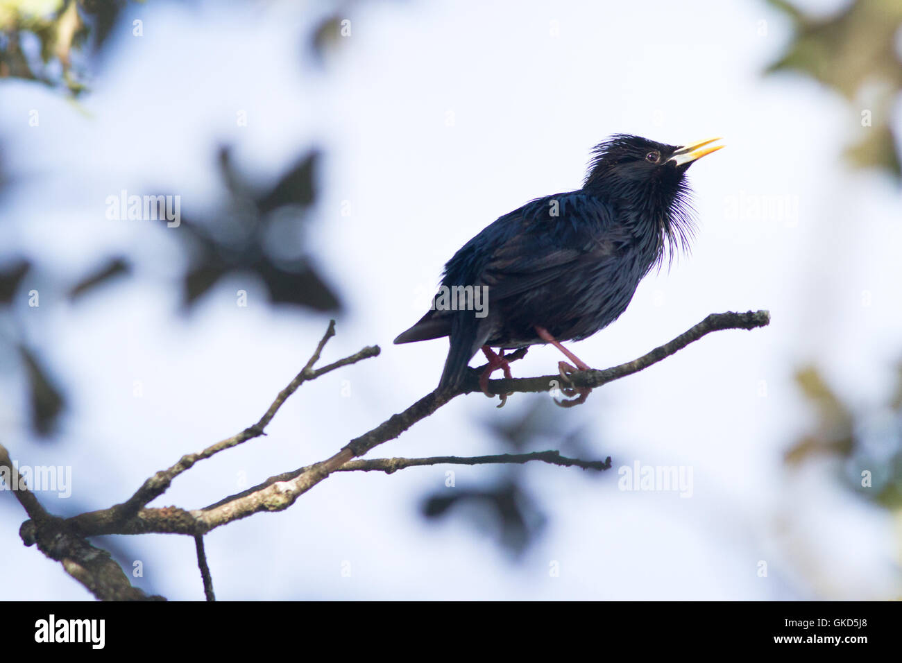 Spotless starling Sturnus unicolor ( ) mâle chanteur dans sa saison de reproduction Banque D'Images