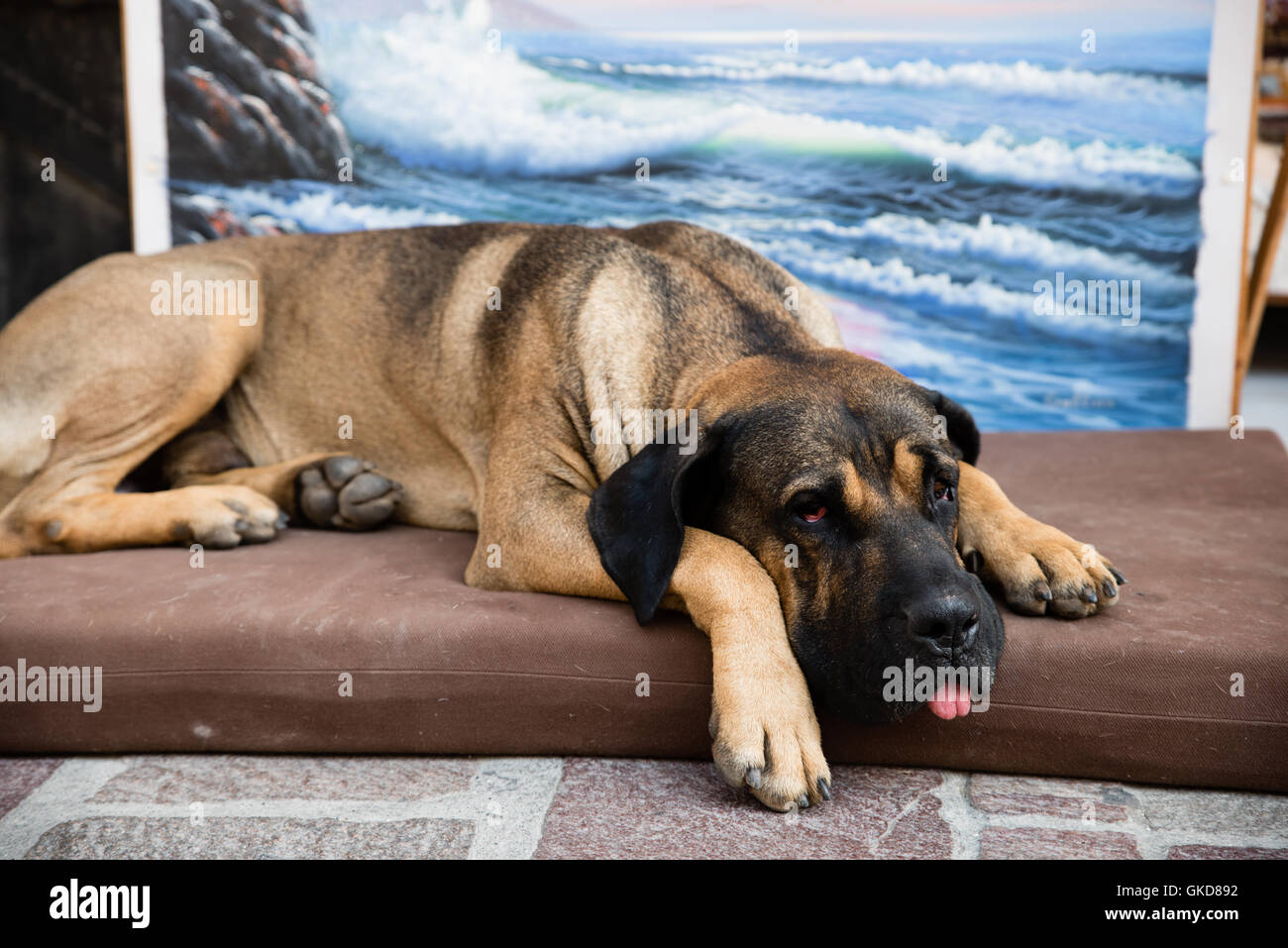 Peintre chien dormir dehors la petite boutique d'un peintre au cours d'une journée chaude en été. Banque D'Images