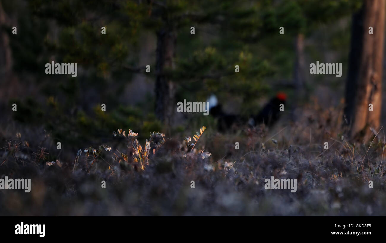 Letherleaf en fleurs (Chamaedaphne calyculata) au marais. Parc national du lac Plesheevo, Yaroslavl region, Russie Banque D'Images