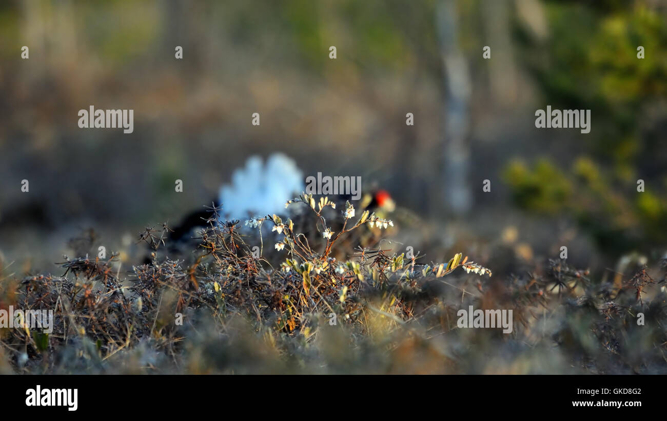 Letherleaf en fleurs (Chamaedaphne calyculata) au marais. Parc national du lac Plesheevo, Yaroslavl region, Russie Banque D'Images