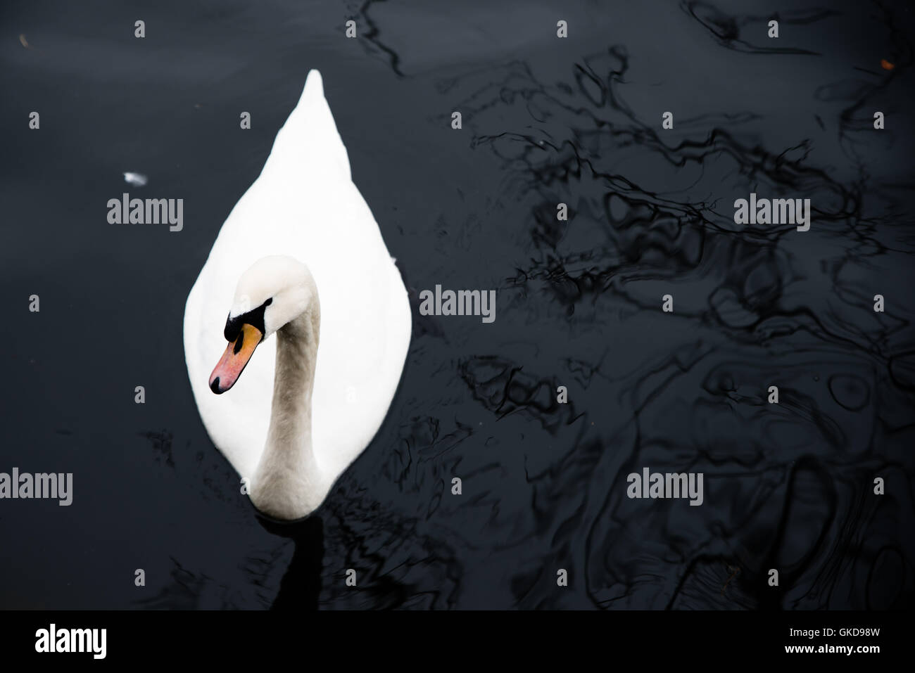 Cygne blanc nageant dans l'eau noire du lac de Zurich Banque D'Images