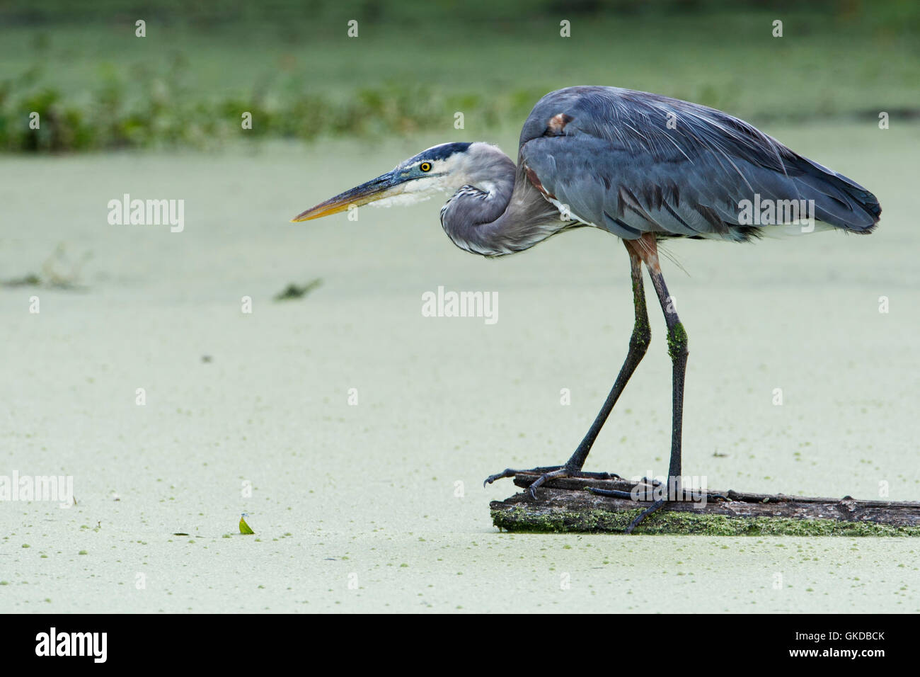 Grand Héron (Ardea herodias) à la recherche de nourriture, Brazos Bend State Park, Texas, États-Unis Banque D'Images