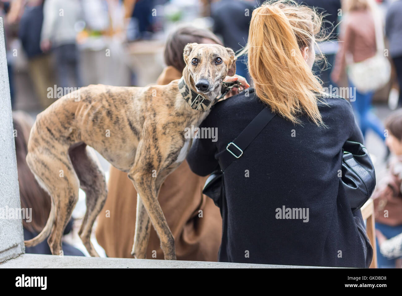 Chien de lévier italien avec sa femme propriétaire. Banque D'Images