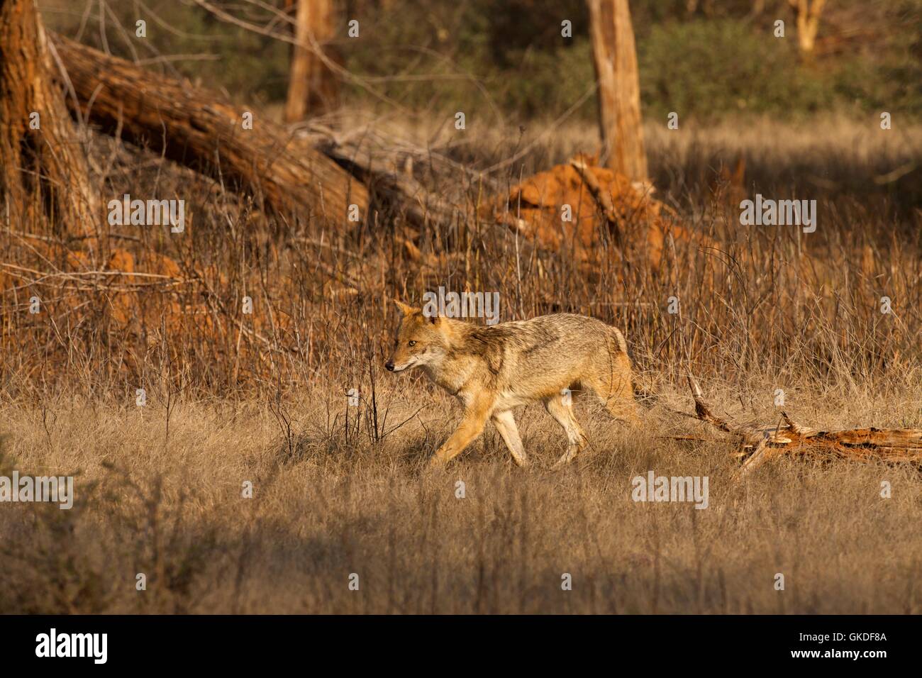 Golden Jackal, Canis aureus, parc national de Ranthambore, Rajasthan, Inde, Asie Banque D'Images