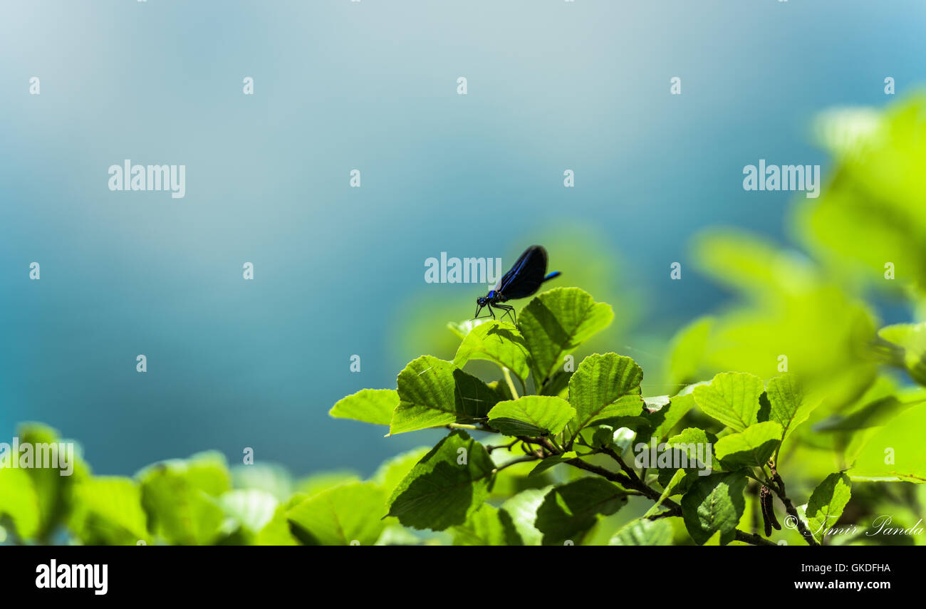 Beau papillon dans la nature Banque D'Images