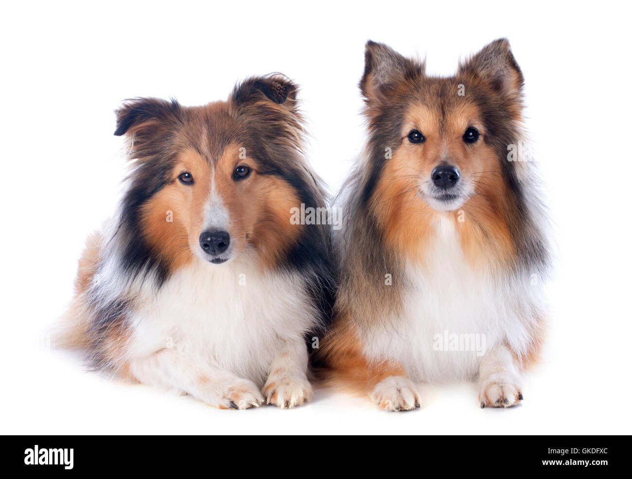 chien chiens deux Banque D'Images