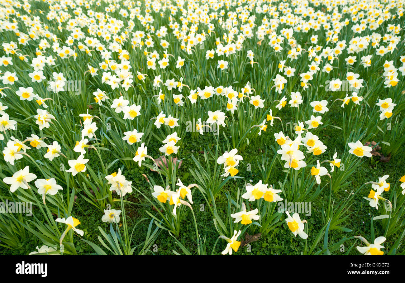 Narcisse jaune soleil et fleurs Banque D'Images