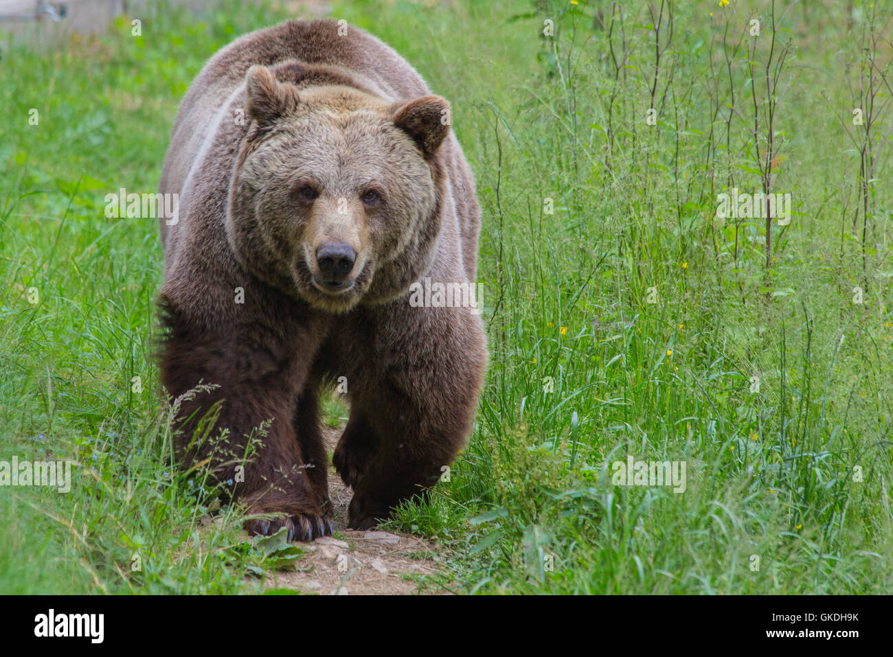 Kodiak bear Banque de photographies et d’images à haute résolution Alamy