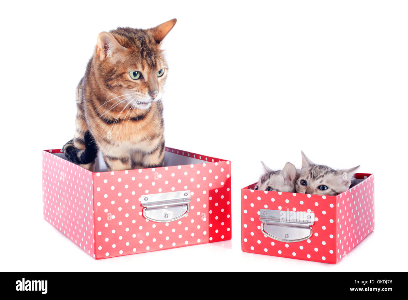 Trois adultes mère Banque D'Images