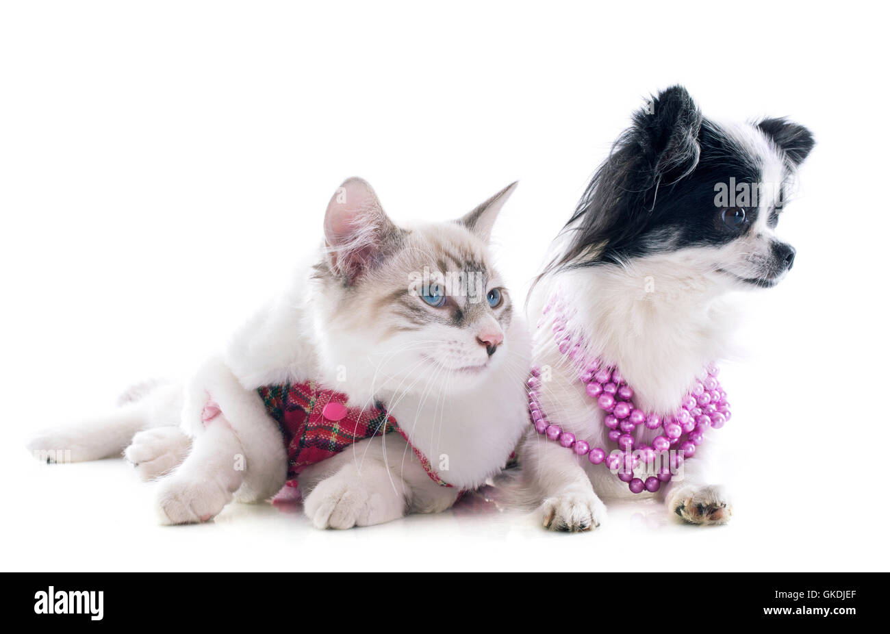 Bijoux Bijoux chien Banque D'Images