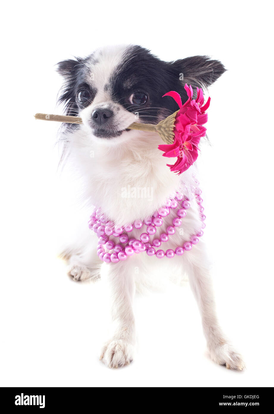 Fleur plante chien Banque D'Images