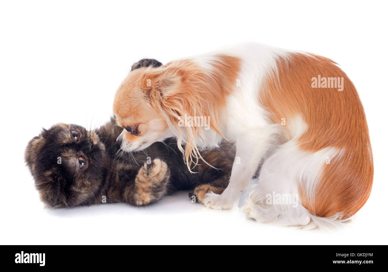 Chien Chat minou Banque D'Images