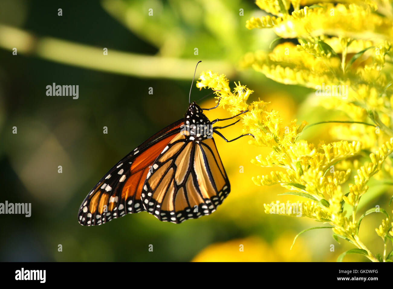 Papillon Monarque Danaus plexippus Banque D'Images