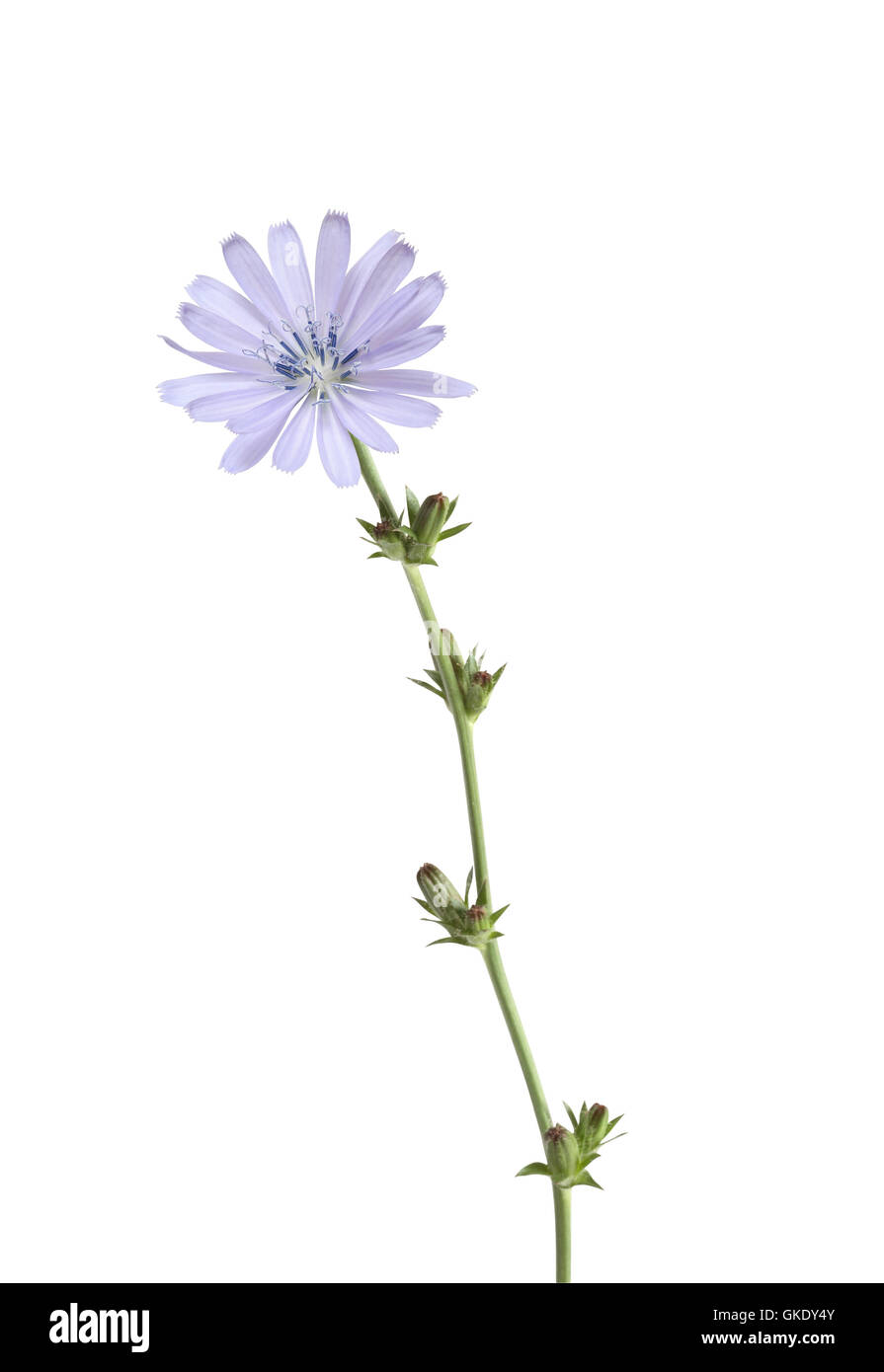 Fleur sauvage bleu Banque D'Images