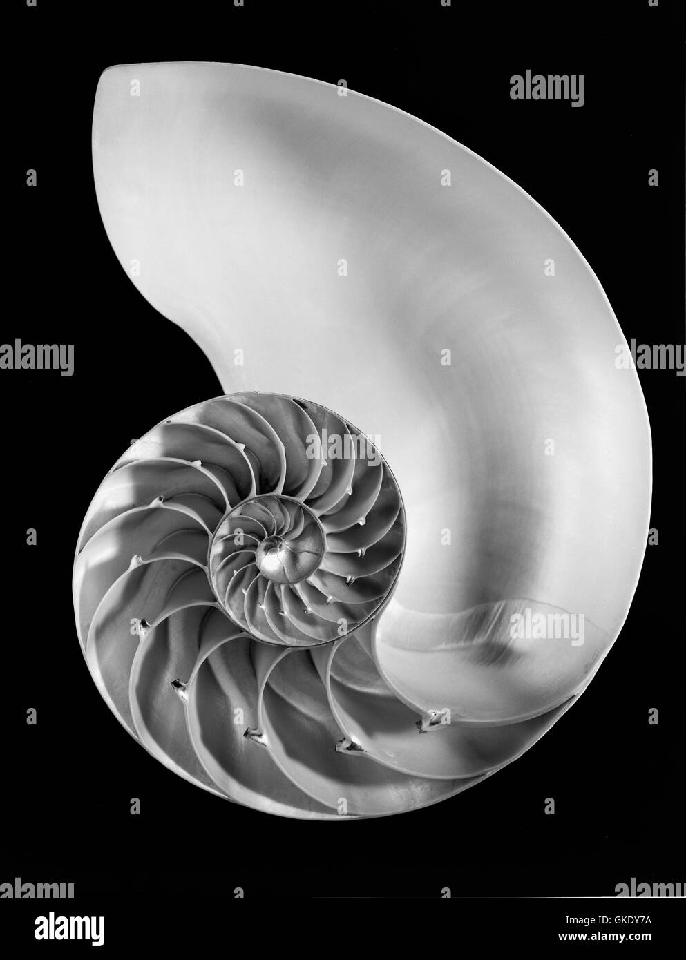 Coquille de Nautile Banque D'Images