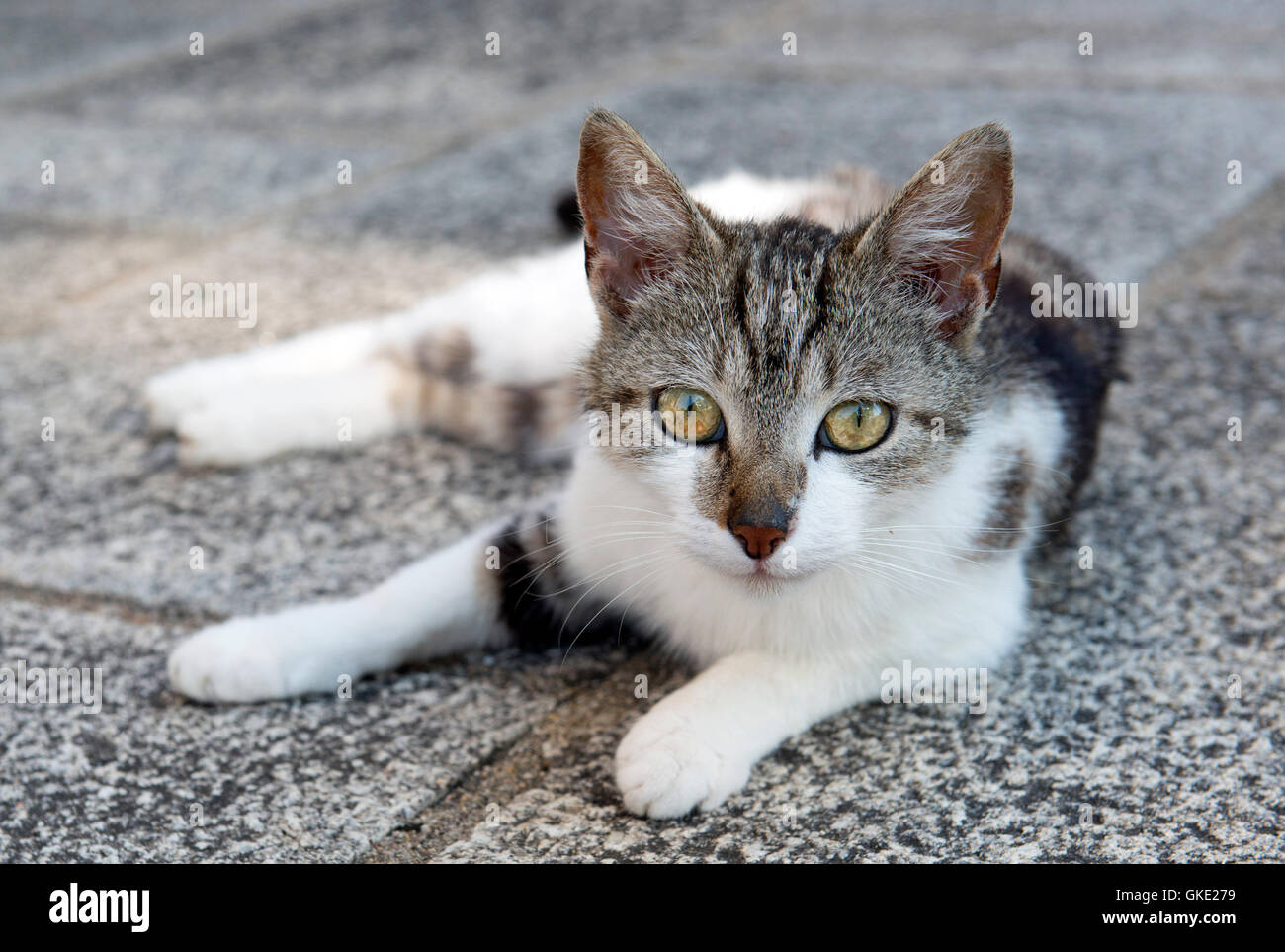 Animal européen vierge Banque D'Images