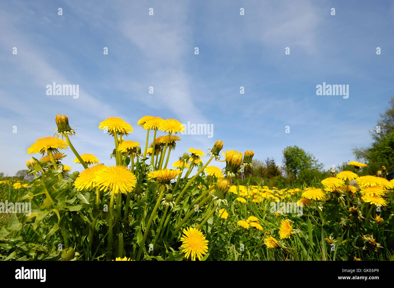 Fleurs de pissenlit dans la nature Banque D'Images