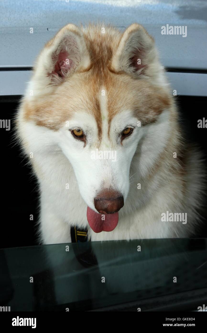 Chien Husky pour aller Ride Banque D'Images