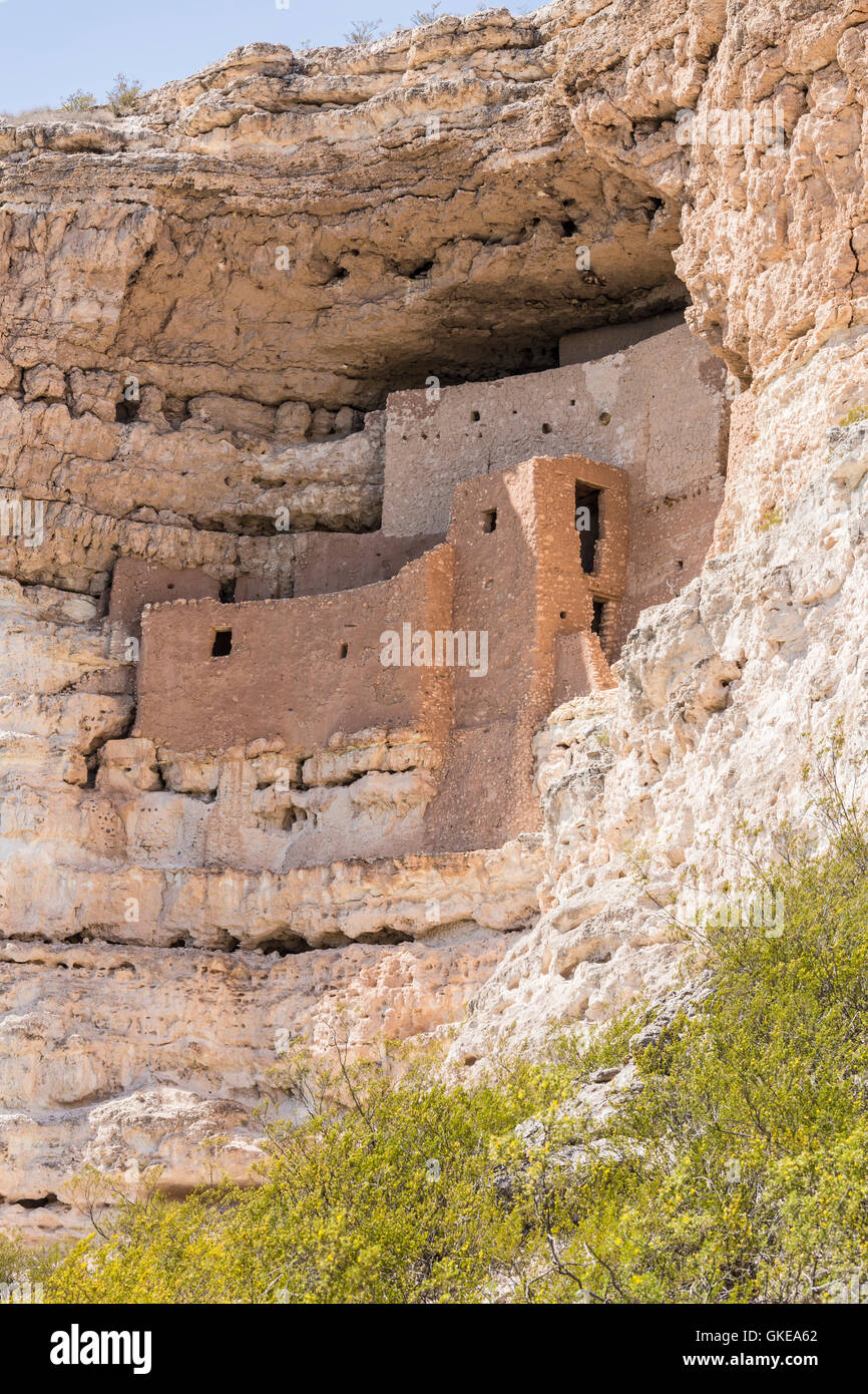 Fleurs sauvages jaune au-dessous de la Native American Cliff dwellings dans Montezuma Castle National Monument, Arizona Banque D'Images