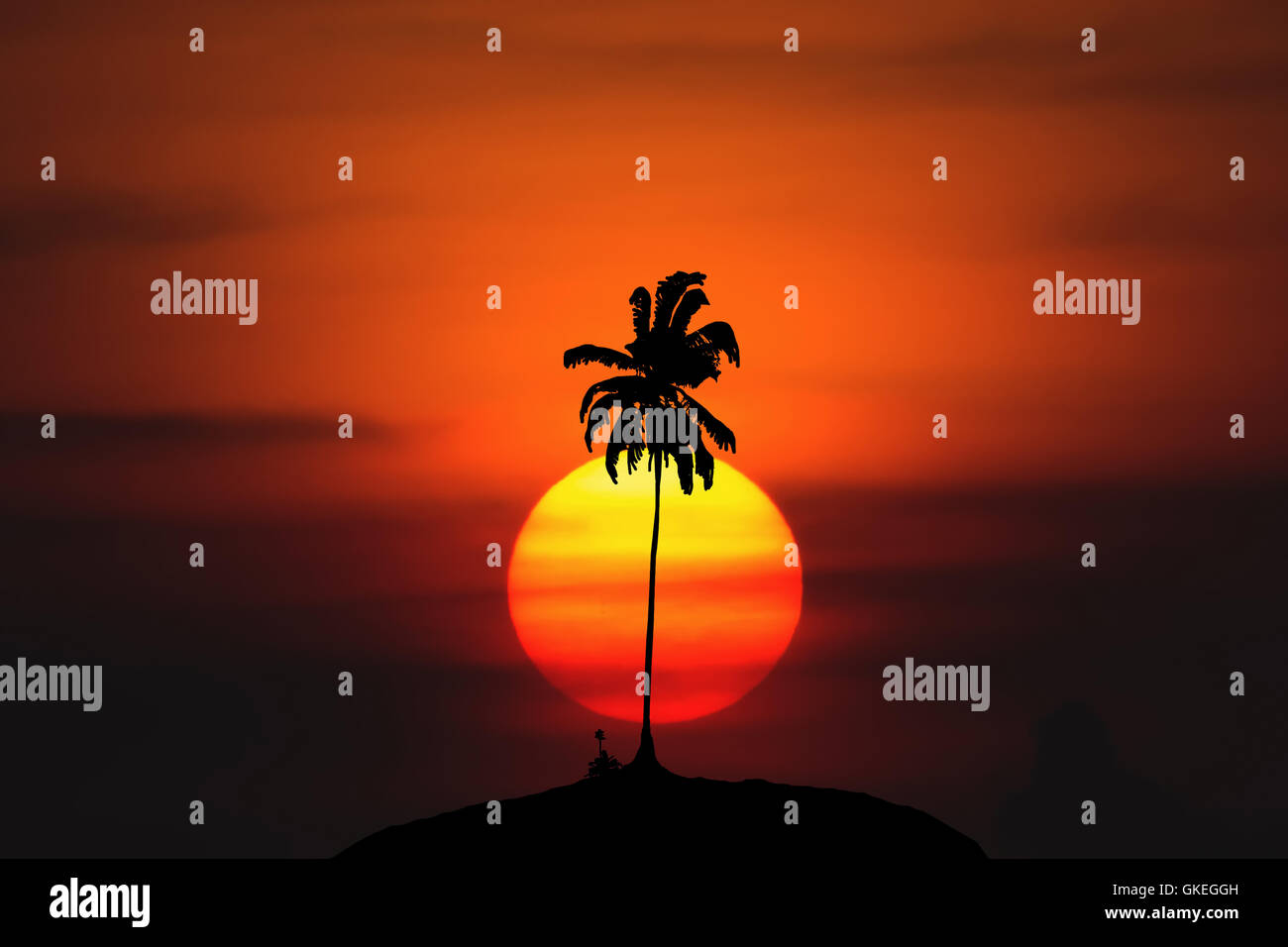 Lever du Soleil Ombre arbre Banque D'Images