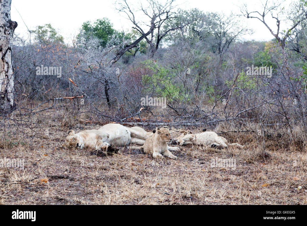 Otthawa lions pride se reposant après l'amoncellement sur un kudu, Exeter Private Game Reserve, Afrique du Sud Banque D'Images